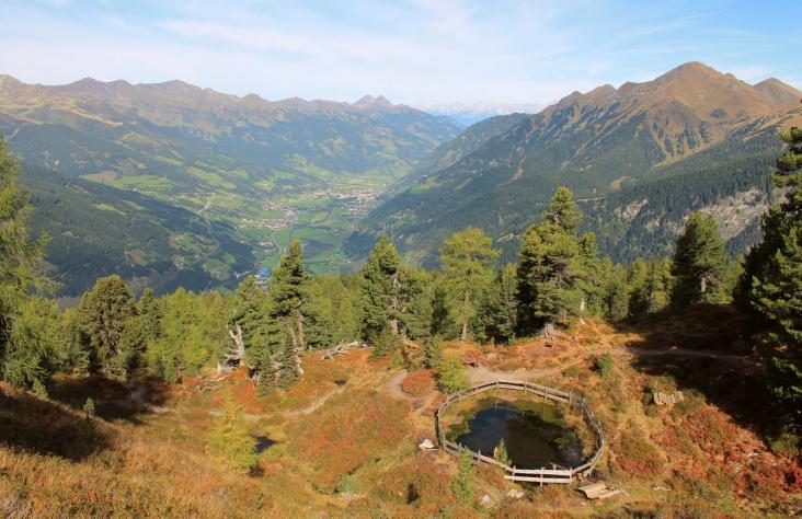 Der Zirbenweg am Graukogel