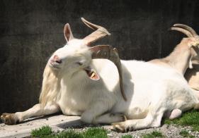 Ein edler Ziegenbock