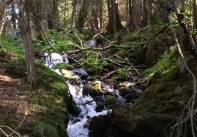 Ein Bächlein am Hardtweg