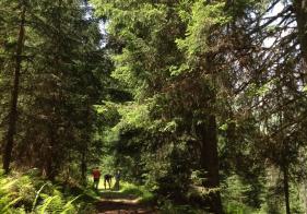 Meist führt der Weg durch schattigen Wald