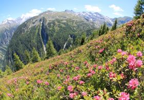 Wir durchqueren eindrucksvolle Almrausch Felder