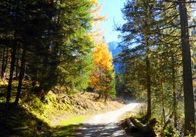 Zuerst geht es auf einer Forststraße dahin