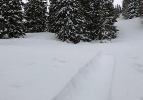 Langsam lichtet sich der Wald ...