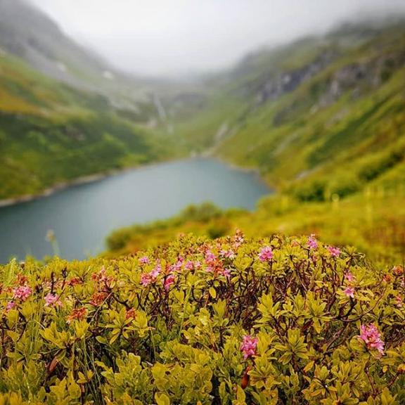Wenn der Berg blüht⚘🌱😍... Mein typisches Bergwetter: Regen oder zumindest Nebel und Wolken. Ich stand schon auf manchem Gipfel ohne Aussicht. Der weite Blick auf Bergspitzen ist für mich trotz der vielen Touren eher eine Seltenheit. Dennoch genieße ich jeden Schritt und freue mich über all das, was es vor meinem Füßen zu entdecken gibt. ❤

#almenrausch #alpenrose #bergliebe #almenliebe #mountains #mountainlover #mountainview #mountainlandscape #hikinglife #hiking #cloudlover #fog #mood #landscapephotography #landscape #greatoutdoors #gooutside #outsideisthebestside #outdoorlover #keepitwild #wilderness #blossom #flowers #naturelover #motherearth #alps #bockhartsee #visitaustria #roamtheplanet #neverstopexploring