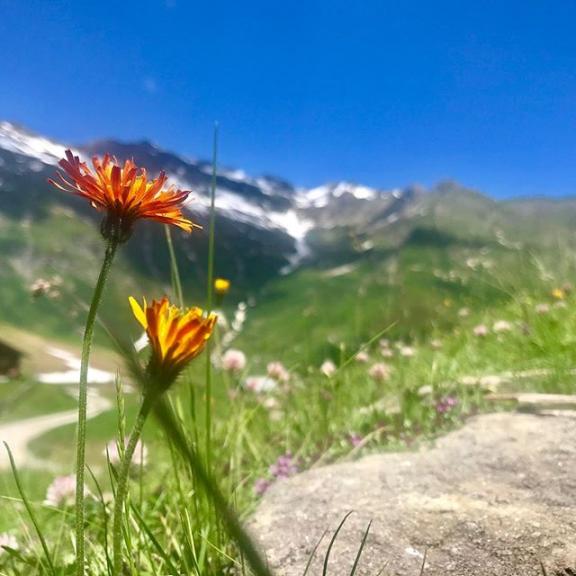 #feldinghütte #blumen #pflanzen #mountain #hiking #gadaunererhochalm #bikegastein #gastein #badhofgastein #angertal #mtb
