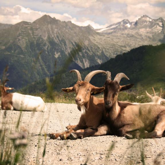 Ziegen am unteren Bockhartsee.